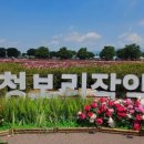 광심정 | 함안 여행 가볼 만한 곳//여름 연꽃, 배롱나무꽃 명소