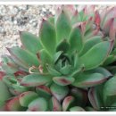 양진농장 이미지