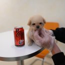 대구강아지분양 퍼피얌 이미지