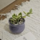 종합자원봉사센터 | 대구 경북 구미 소소숲 식물공방 구미시종합자원봉사센터 자원봉사자 교육 원예수업