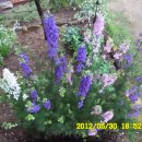 선산대로-10 이미지