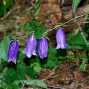 금강고을 이미지