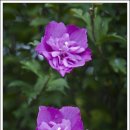 무궁화꽃이피었습니다 이미지