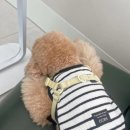 케어덴 동물치과&내과병원 이미지