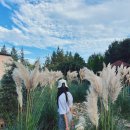 태안 가볼만한곳 베스트 8 태안가을꽃박람회 꽃축제2025기본정보 (먹거리.놀거리.숙소) 이미지