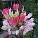 (유)릴리에뜨 이미지