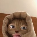 땡초곱창 - 마포구 포은로 118 | 땡초곱창