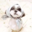 귀여운강아지 이미지