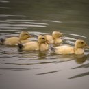 미운오리새끼 이미지