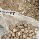 새운농장 이미지