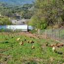 봄빛농장 이미지