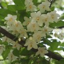 수레세탁소 이미지