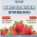 사남매딸기