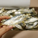 통영멸치1번가