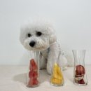 딩동댕독 이미지