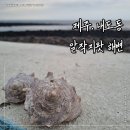 내도동 알작지왓 이미지