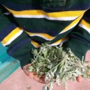 우포늪단감펜션 이미지