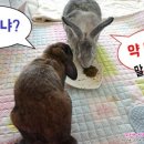 장우진동물병원 이미지