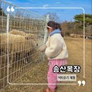 영광목장 | 광주 양떼목장 송산목장 아이와 가볼만한곳 먹이주기 체험 주말나들이 후기