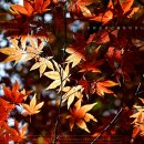 내마음의 파스텔 이미지