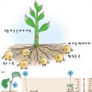 [스크랩] 뿌리혹박테리아