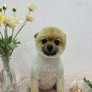 멍발란스 이미지