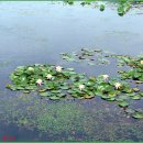 우리들의 꿈들 이미지