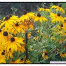 노을과포도향기 이미지