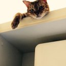 에이플러스 동물병원 이미지