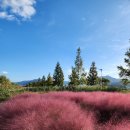 핑크뮬리 이미지