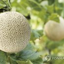 곡성-172 이미지