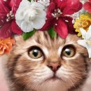 반려동물의상제작 이미지