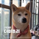 더미쓰리 | 귀여운 시바견이 상주하고 있는 시바견 카페 이태원 더미쓰리 내돈내산 후기
