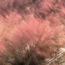 솔라티펜션 | [📍명소/경기 포천]허브아일랜드(10월 4주차 주말)