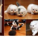 도도한고양이 이미지