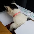 이무석동물병원 이미지