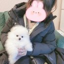 김해 해피몽 김해강아지분양 고양이분양 | ★2022년 김해해피몽 강아지분양 후기★