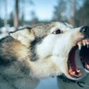 행복한 강아지 이미지