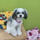 동그리멍 이미지