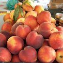 진희농장 이미지