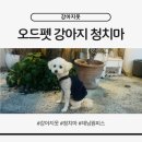 (주)펫에어라인 | 스타필드 고양 몰리스펫샵 강아지옷｜오드펫 청치마 데님원피스 내돈내산 후기