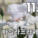 아이리스소프트 | 2025~2026 미국아이리스 (저먼아이리스) 판매