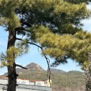 관악역 | [경기/안양] 관악역인근 애견동반카페 ‘관악별장’ 내돈내산 방문후기