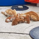 ‘쑥섬쑥섬 프로젝트’…한국에도 고양이 섬 생긴다 이미지