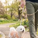 강아지산책 이미지