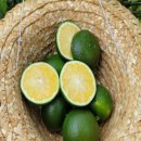 모모농장 이미지