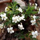 청량산의 봄 이미지