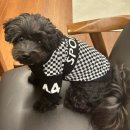 (주)협성펫 | 2024 메가주 일산후기 득템한 옷들 브랜드 세일정보 추천