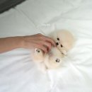 슈슈퍼피 이미지