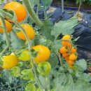 방울토마토 모종 키우기 가지치기방법은 이미지